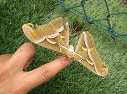 bombice dell'ailanto a Sesto Calende