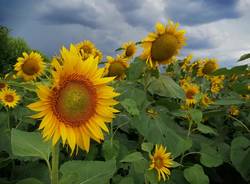 Girasoli e temporale