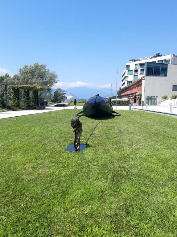 Una balena sul lungolago di Laveo