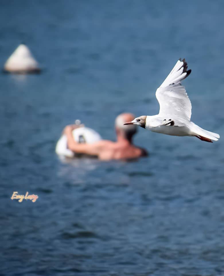 Un sabato d'estate sul lago Maggiore