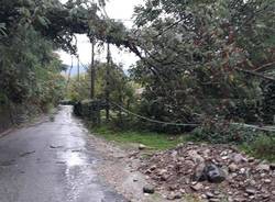 albero caduto castelveccana