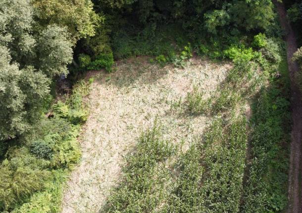 I danni dei cinghiali al campo di Taino