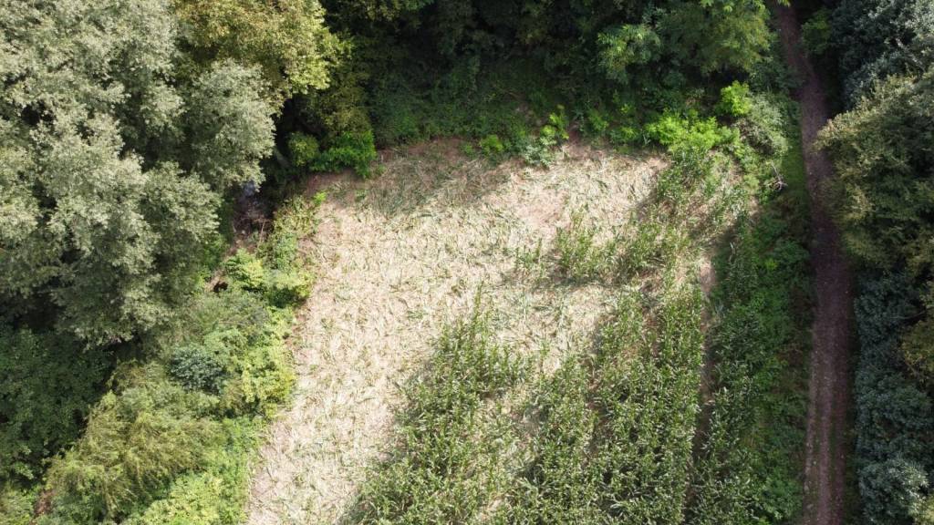 campo mais distrutto taino