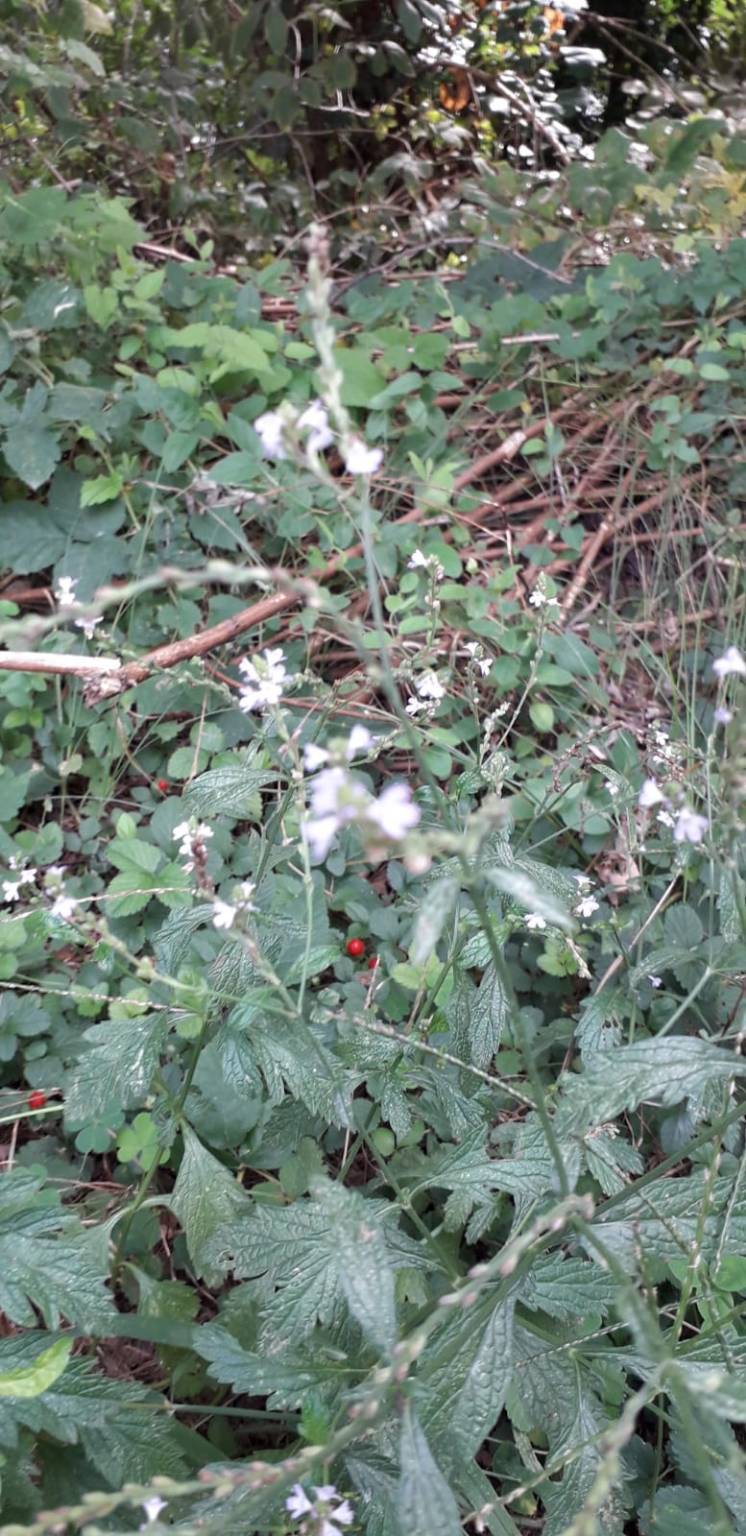 Sentiero delle erbe san quirico angera