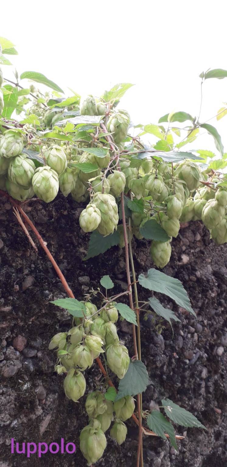 Sentiero delle erbe san quirico angera