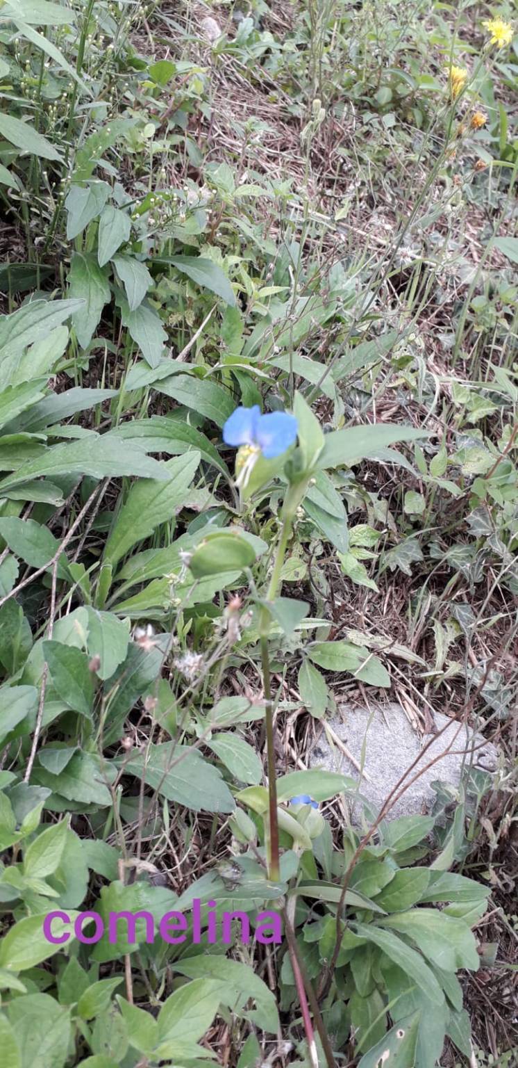 Sentiero delle erbe san quirico angera