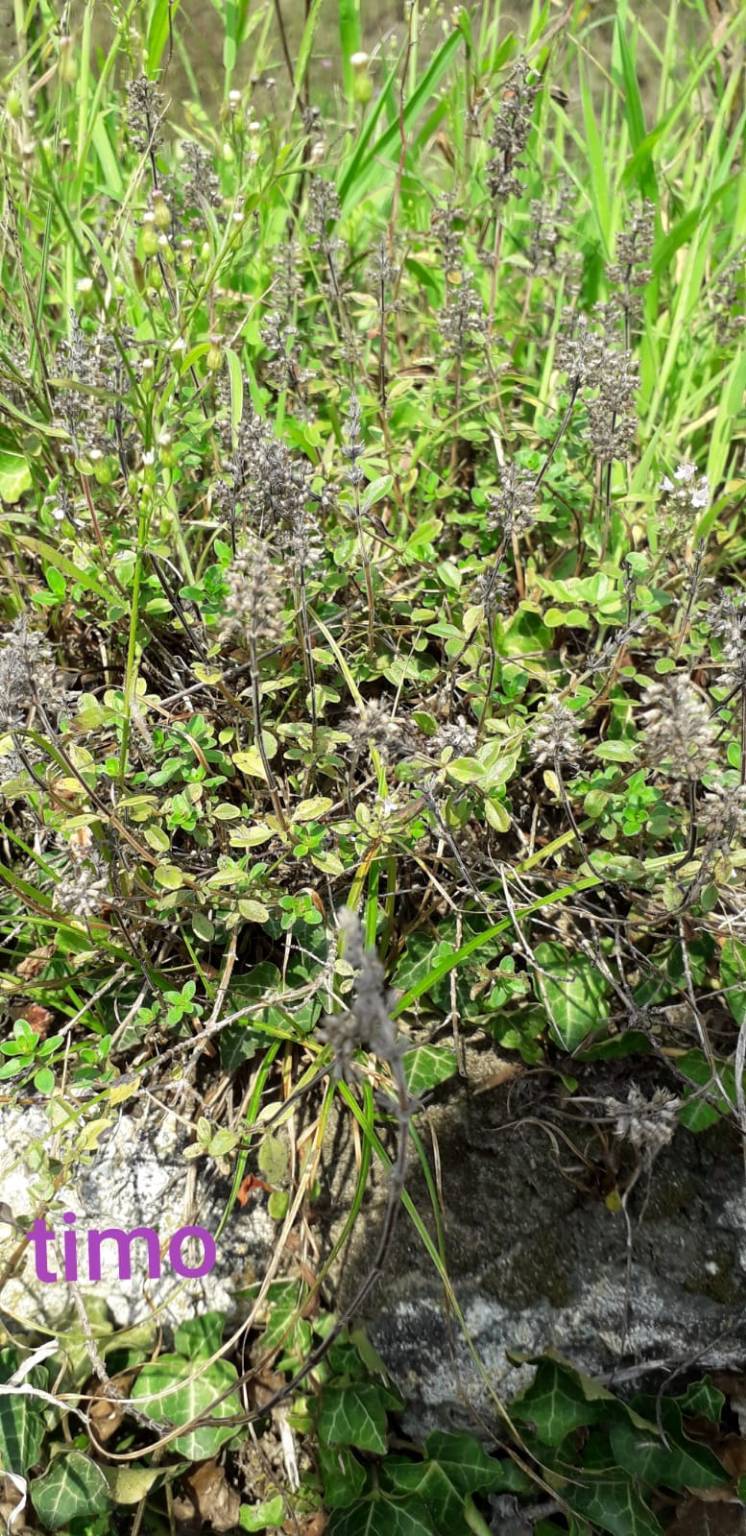 Sentiero delle erbe san quirico angera