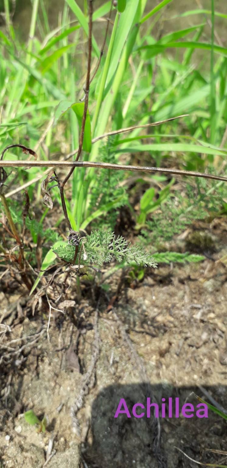 Sentiero delle erbe san quirico angera