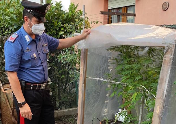 sequestro serra marijuana laveno mombello