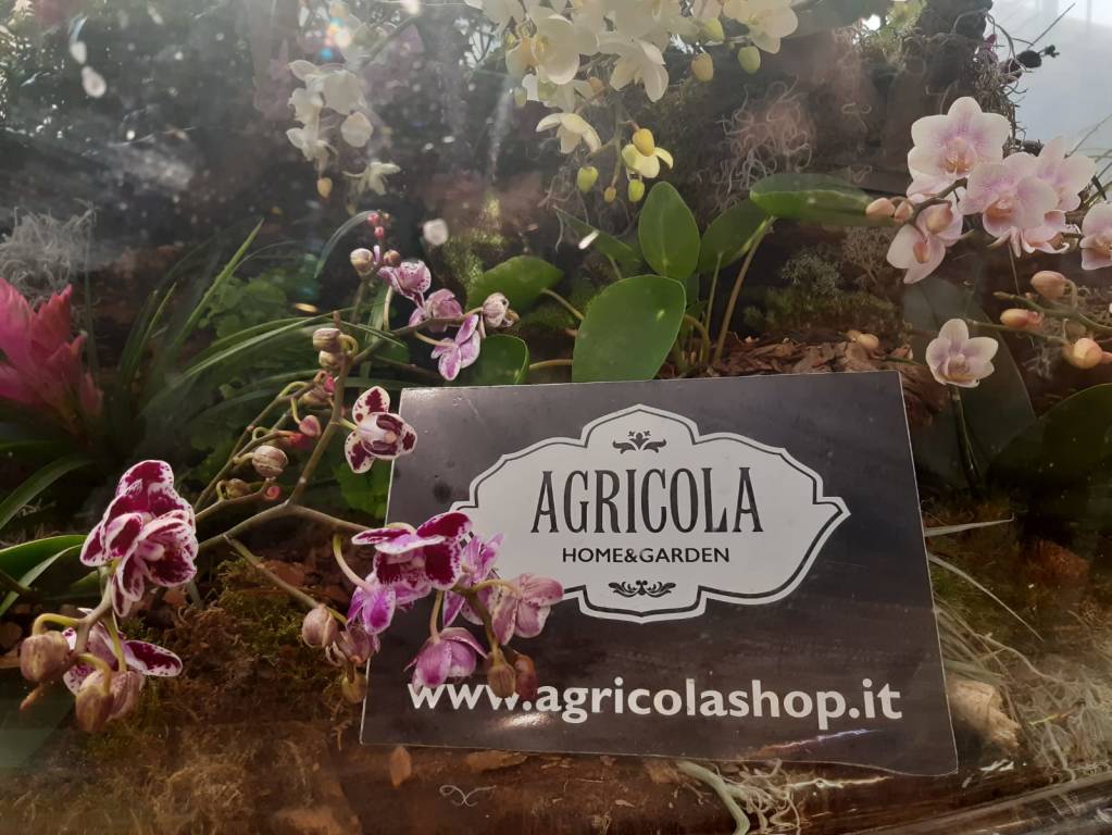 Taglio del nastro per “Varese Orchidea 2020”