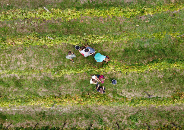 Vendemmia ad Angera
