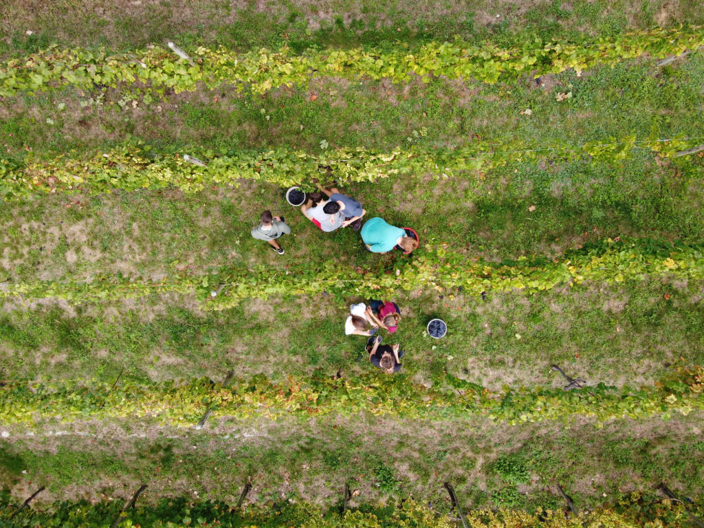 vendemmia angera