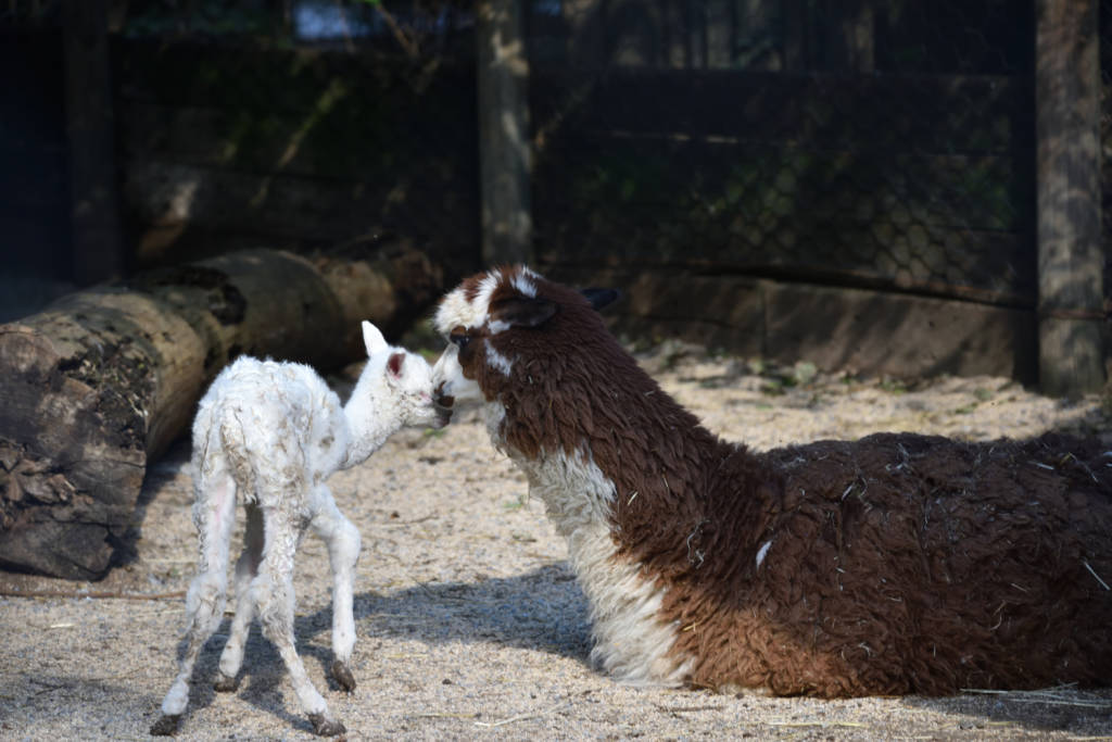 Ibis e cuccioli di tapiro e alpaca alle cornelle