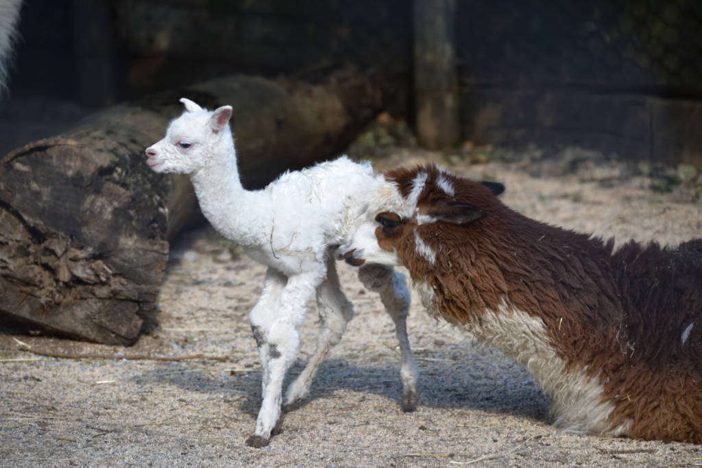 Ibis e cuccioli di tapiro e alpaca alle cornelle