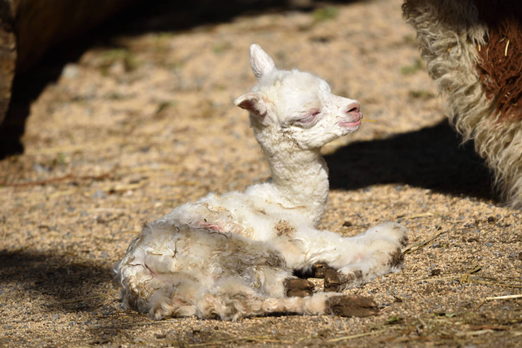 Ibis e cuccioli di tapiro e alpaca alle cornelle