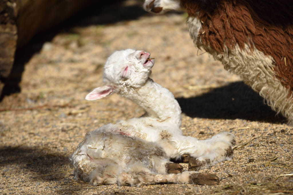 Ibis e cuccioli di tapiro e alpaca alle cornelle