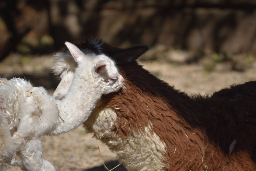 Ibis e cuccioli di tapiro e alpaca alle cornelle