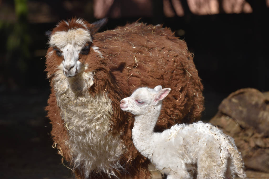 Ibis e cuccioli di tapiro e alpaca alle cornelle