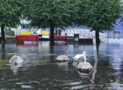 locarno cigni instagram