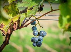 vendemmia gorla maggiore 
