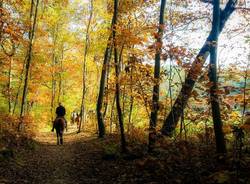 A cavallo tra i boschi