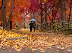 coppia passeggiata autunno - Foto di chulmin park da Pixabay 