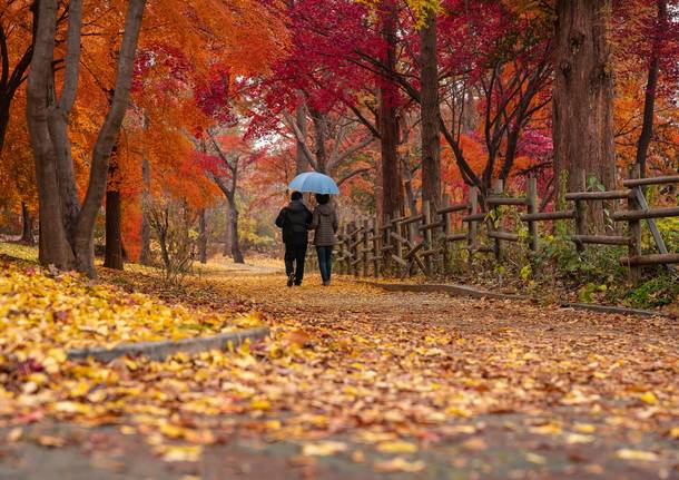 coppia passeggiata autunno - Foto di chulmin park da Pixabay 