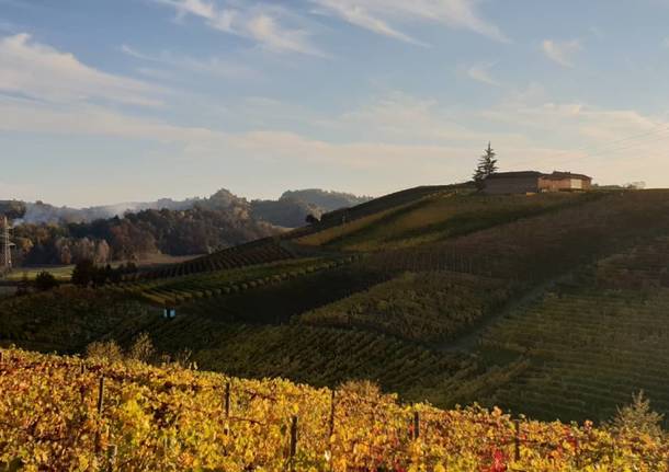 Wine tour virtuale tra i vigneti