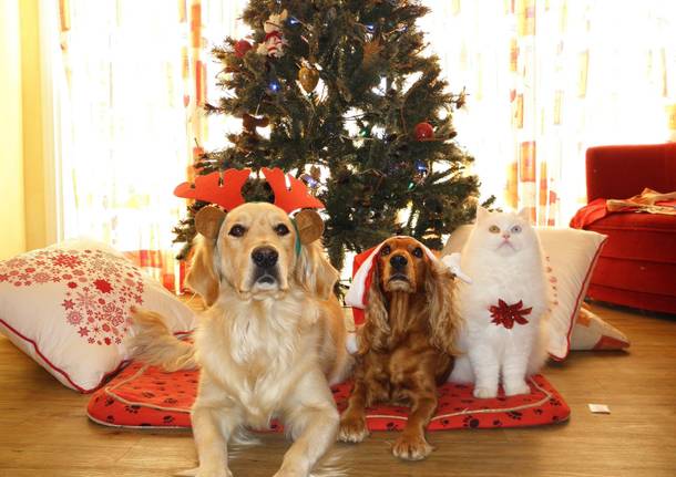 cane natale