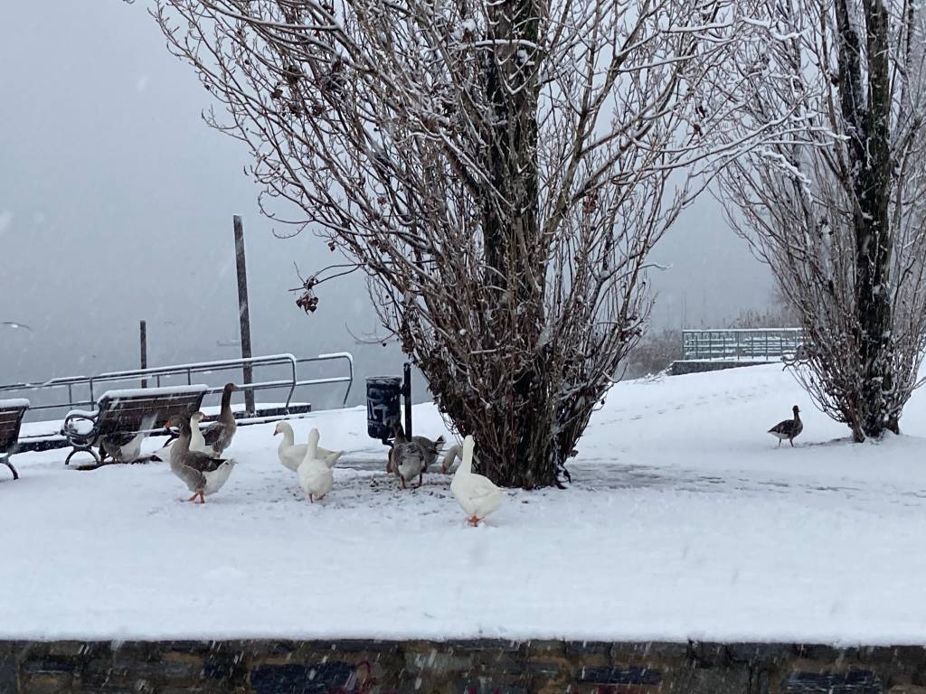 Neve angera