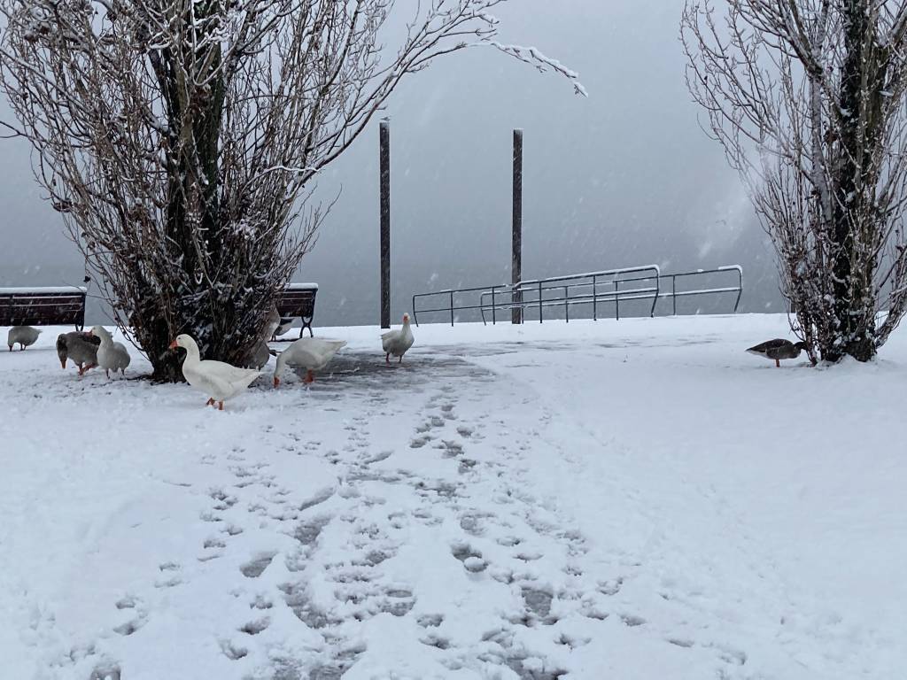 Neve angera