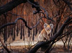 Koala Australia WWF