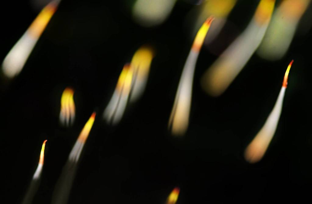 Fotografare il parco, i vincitori