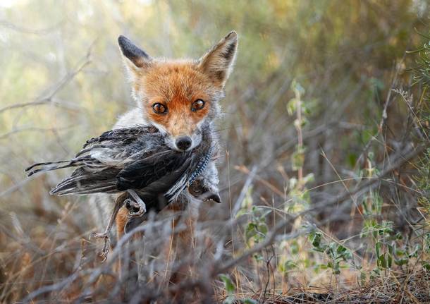 La natura protagonista di “Fotografare il parco”