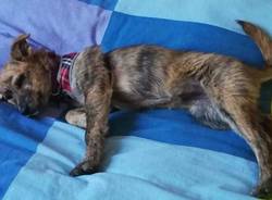 Luce cagnolina dispersa - Angera