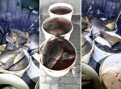 pesci sequestrati trecate