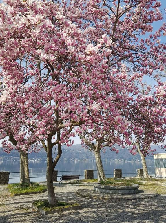 ad Angera sboccia la primavera 