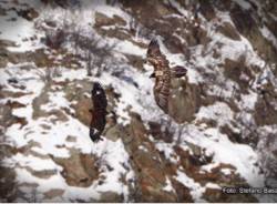 Gipeto - Aquila Reale - ph. Stefano Basalini