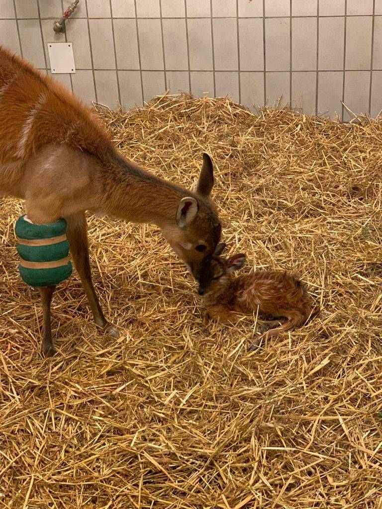 Nato un cucciolo di antilope sitatunga alle Cornelle