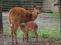 Nato un cucciolo di antilope sitatunga alle Cornelle