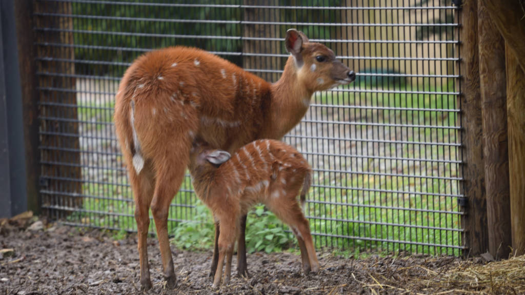 Nato un cucciolo di antilope sitatunga alle Cornelle