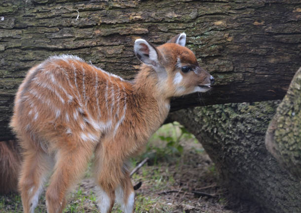 Nuovo cucciolo di sitatunga alle Cornelle