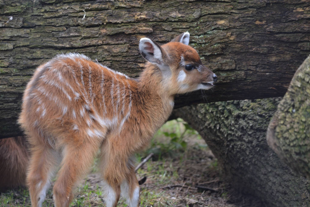 Nato un cucciolo di antilope sitatunga alle Cornelle