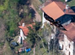 L\'aquila reale sui boschi della Valcuvia