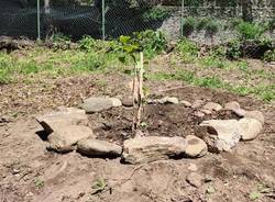 L\'albero della Pace da Hiroshima a Maccagno