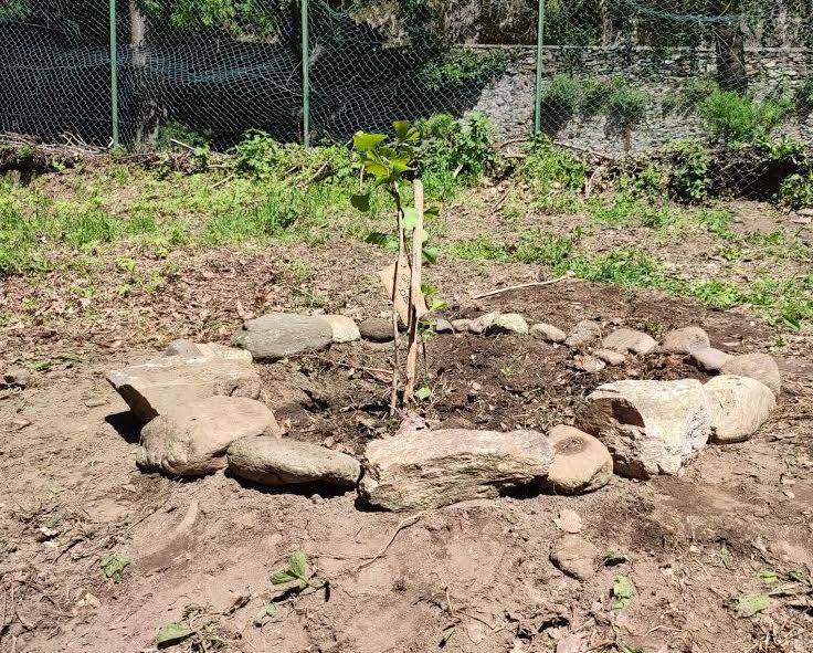 L\'albero della Pace da Hiroshima a Maccagno