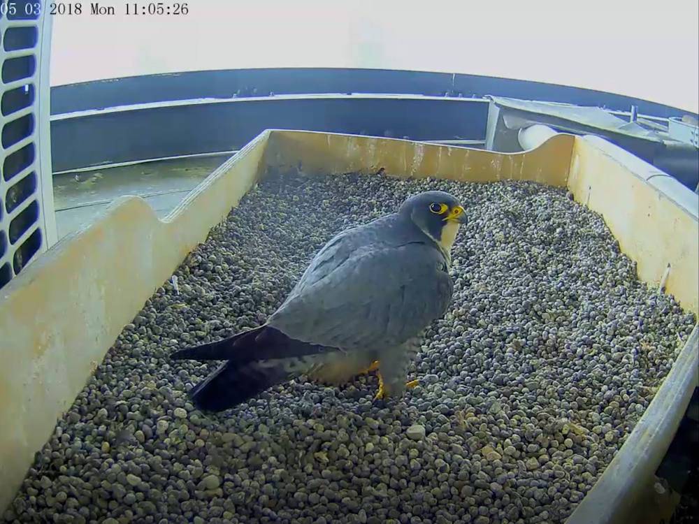 Falchetti Pirellone