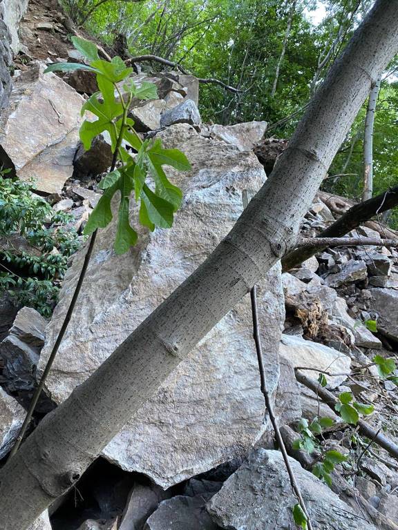 Frana tra Luino e Maccagno, statale del lago chiusa fino a giovedì pomeriggio