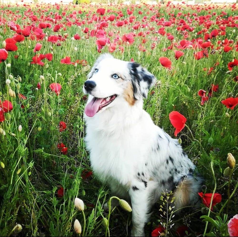 Papaveri