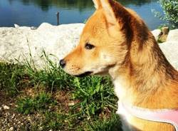 cane - shiba inu